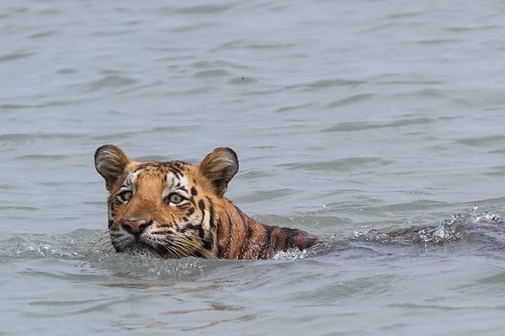 Sundarban Wildlife Trip