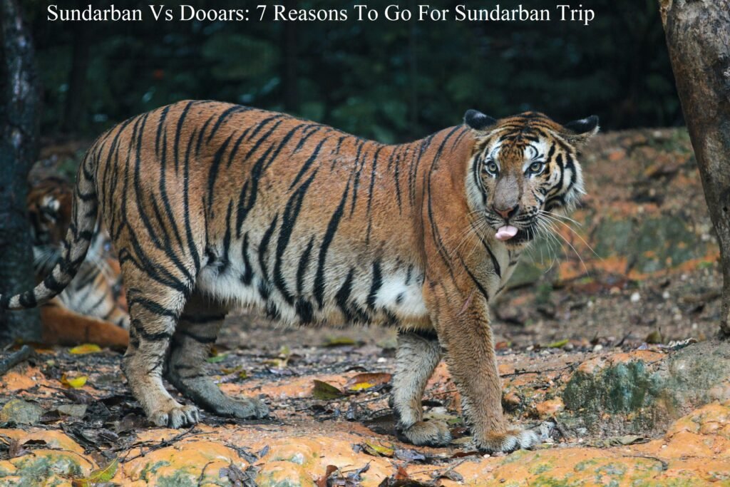 Sundarban Vs Dooars: 7 Reasons To Go For Sundarban Trip