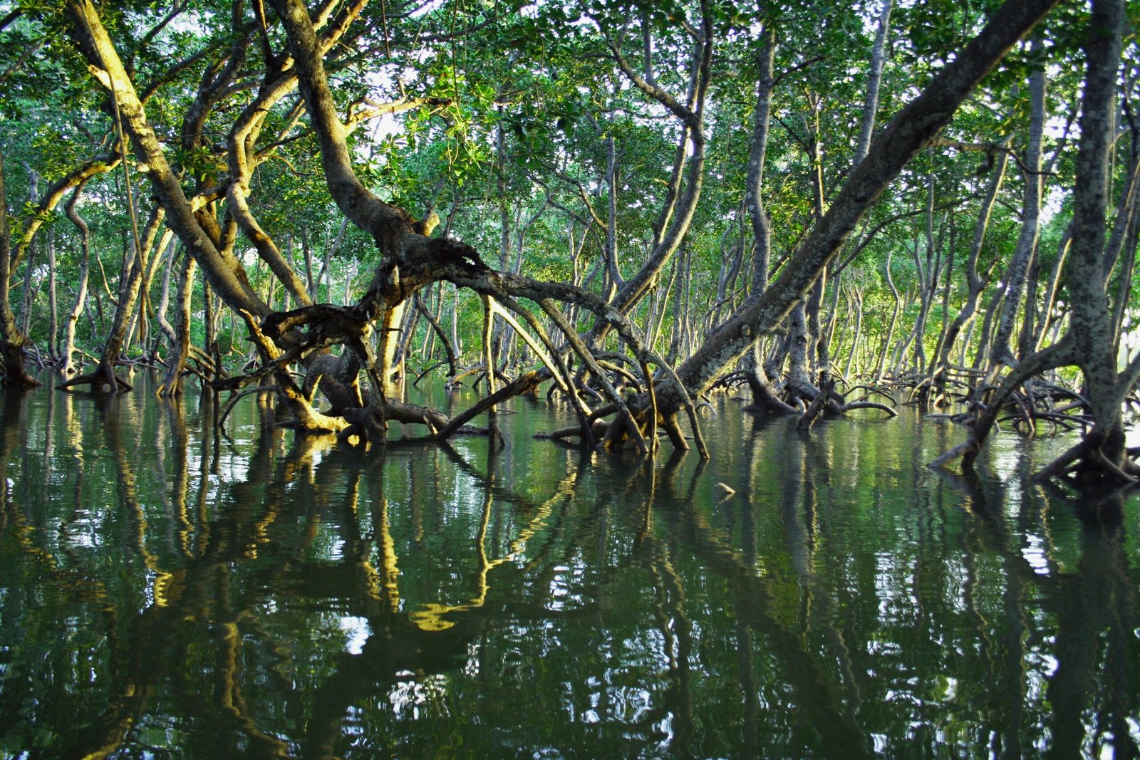 Sundarban tour-213454