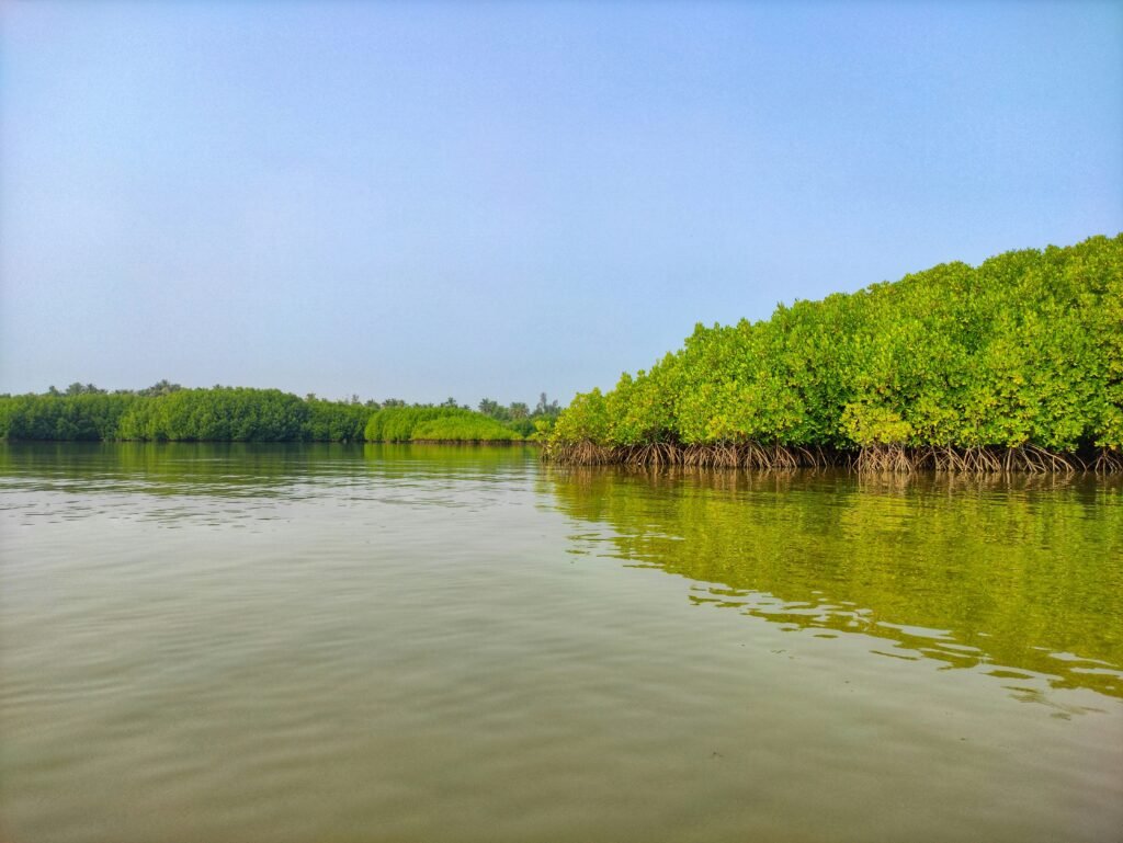 Sundarban Trip: 25612